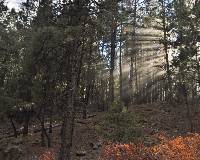 mixture of sun and steam through the trees